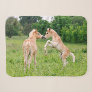 Haflinger Horses Cute Foals Friends Rearing Photo Sherpa Blanket