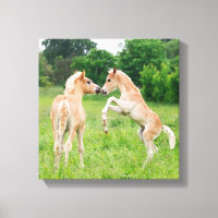 Haflinger horses cute foals rearing