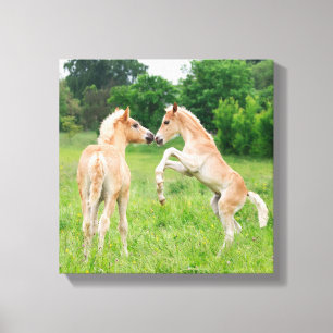Haflinger horses cute foals rearing canvas print