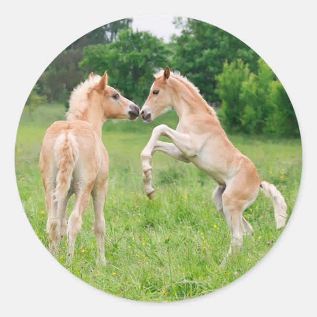 Haflinger horses cute foals rearing classic round sticker (Front)