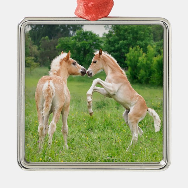 Haflinger horses cute foals rearing metal tree decoration (Front)