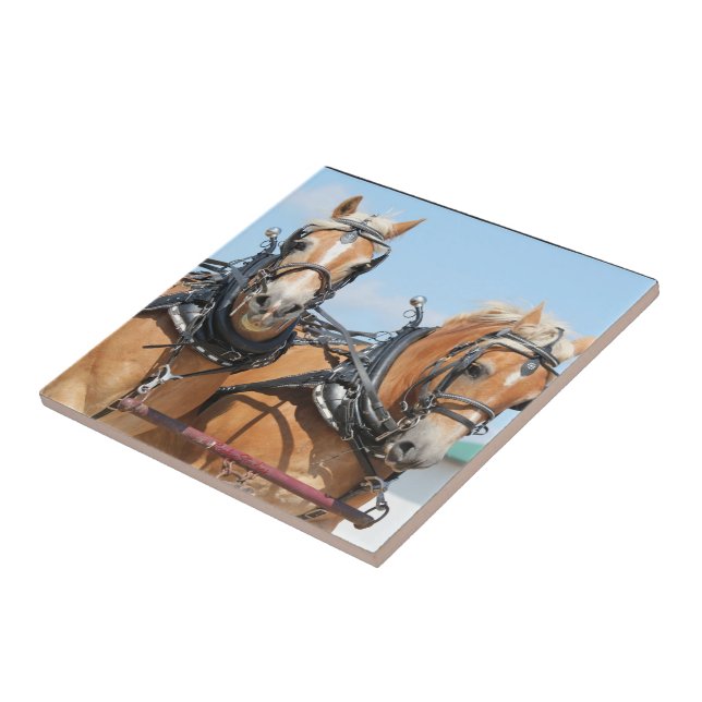 Haflinger Horses Tile (Side)