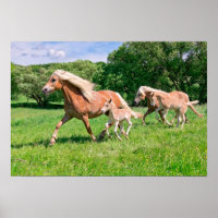 Haflinger Horses with Cute Foals Run Funny Animal