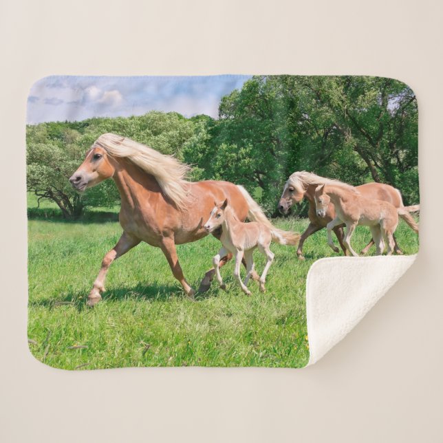 Haflinger Horses with Cute Foals Run Funny Photo / Sherpa Blanket (Front (Horizontal))