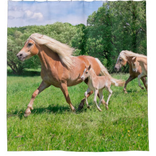 Haflinger Horses with Cute Foals Run Funny Photo - Shower Curtain