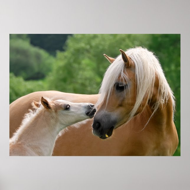 Haflinger mare and foal cuddling poster (Front)