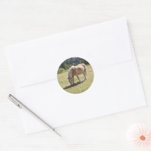 Haflinger Palomino Pony in Summer Pasture Photo Classic Round Sticker