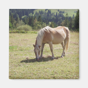 Haflinger Palomino Pony in Summer Pasture Photo Magnet