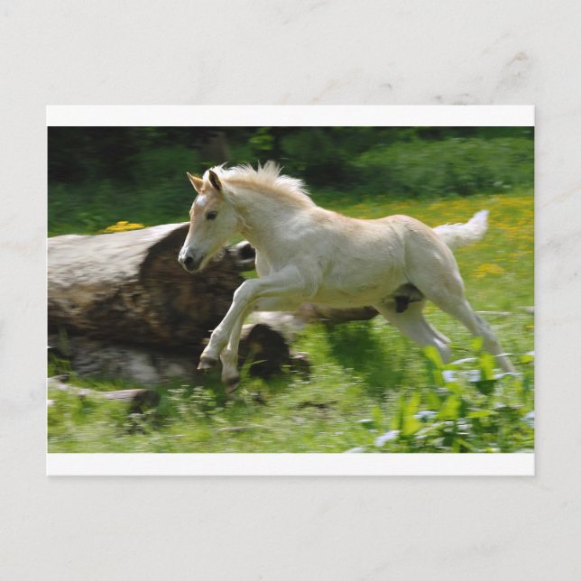 Haflinger Pony Postcard (Front)