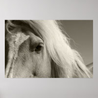 Haflinger Porträt — Horse — cheval