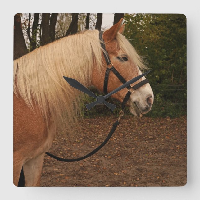 Haflinger Wallach Mifisto - Wanduhr Square Wall Clock (Front)