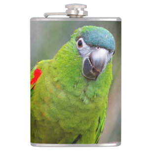 Hahn's Mini Macaw / Red-Shouldered Macaw Hip Flask