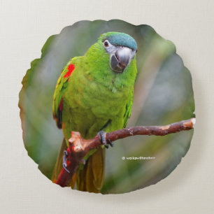Hahn's Mini Macaw / Red-Shouldered Macaw Round Cushion