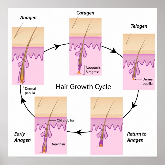 Hair growth cycle Poster (Front)