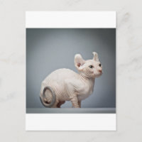 HAIRLESS CAT