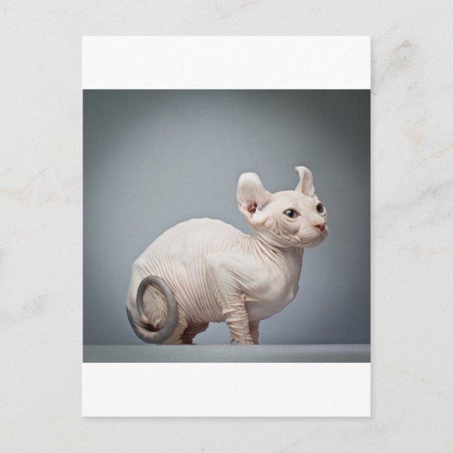HAIRLESS CAT POSTCARD (Front)