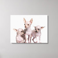 Hairless Chihuahua (5 and 7 months old)