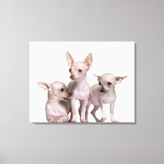 Hairless Chihuahua (5 and 7 months old) Canvas Print