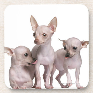 Hairless Chihuahua (5 and 7 months old) Coaster
