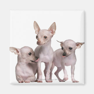 Hairless Chihuahua (5 and 7 months old) Magnet