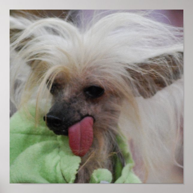 Hairless Chinese Crested Dog Poster (Front)