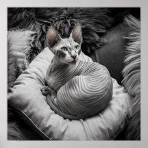 Hairless Sphynx Cat