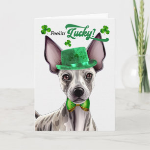Hairless Terrier Feelin' Lucky St Patrick's Day Holiday Card