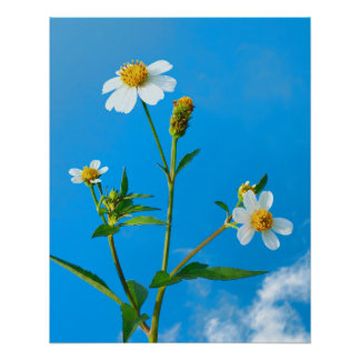 Hairy Beggarticks Flower Poster