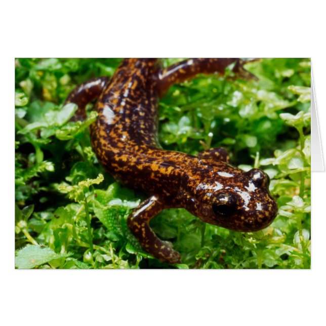 Hakone salamander (Front Horizontal)