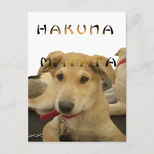 Hakuna Matata I know what you are thinking picture Postcard (Front)