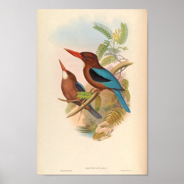 Halcyon Cularis Kingfisher Vintage Birds Poster (Front)