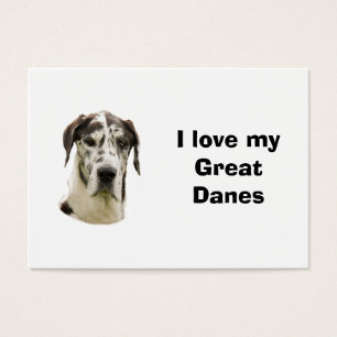 Halequin Great Dane pet photo