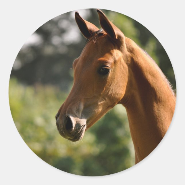 Half-Arabian Basks in the sun. Classic Round Sticker (Front)