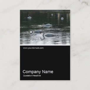 Half&Half Photo 0257 - Swans Business Card
