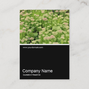 Half&Half Photo 0353 - Sedum (Autumn Joy) Business Card