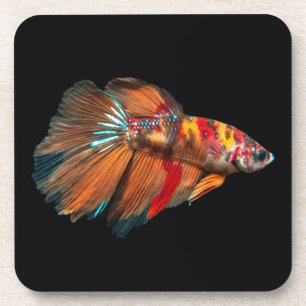 Halfmoon Betta Fish Coaster