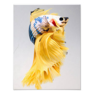 Halfmoon Betta Fish Photo Print