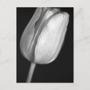 Halftone Tulip Postcard