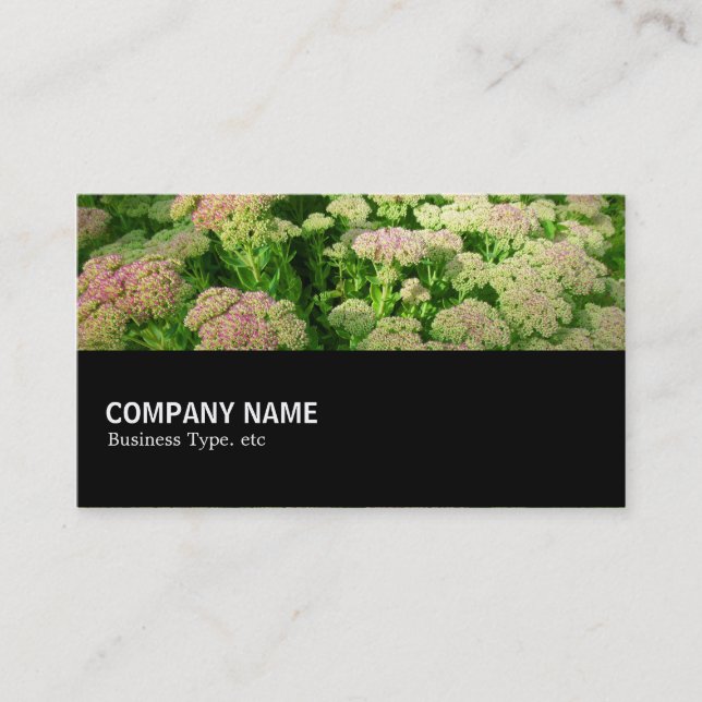 Halfway 078 - Sedum "Autumn Joy" Business Card (Front)