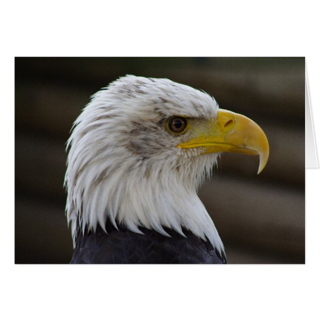 Haliaeetus leucocephalus (Front Horizontal)