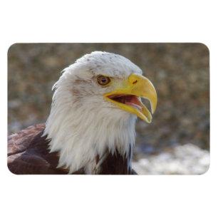 Haliaeetus leucocephalus magnet