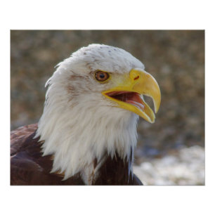 Haliaeetus leucocephalus poster