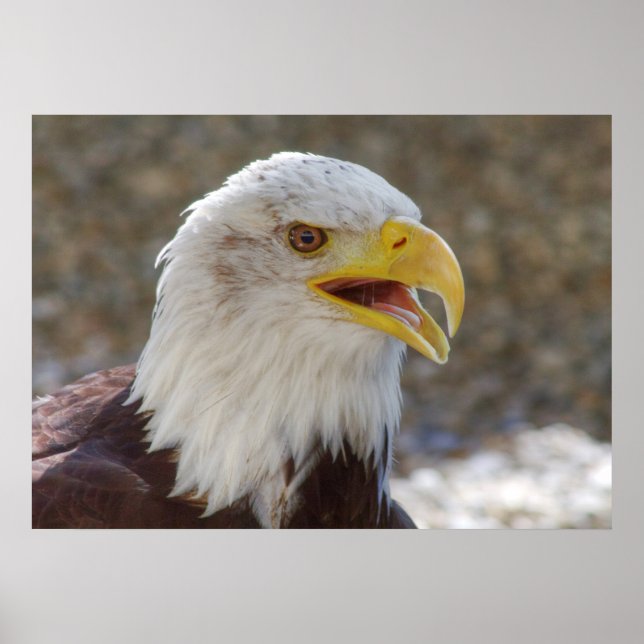 Haliaeetus Poster (Front)