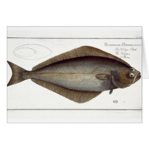 Halibut (Pleuronectes Hippoglossus) plate XLVII fr