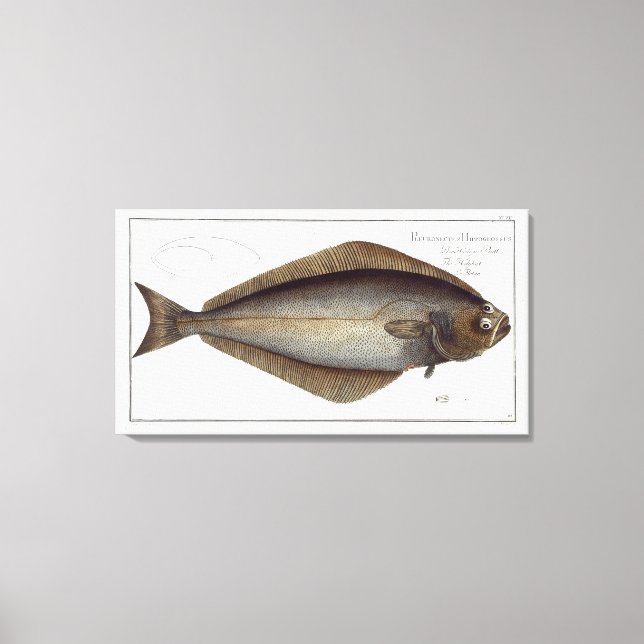 Halibut (Pleuronectes Hippoglossus) plate XLVII fr Canvas Print (Front)