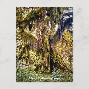 Hall of Mosses Trail, Olympic National Park Postcard