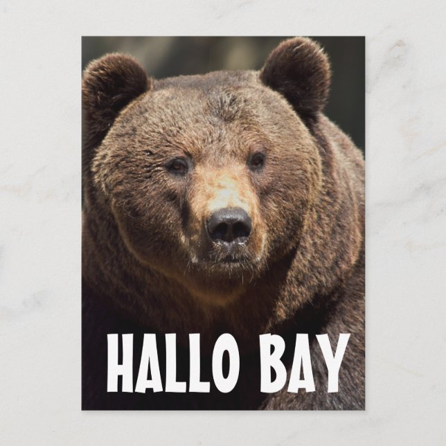 HALLO BAY GRIZZLY BEAR POSTCARDS (Front)