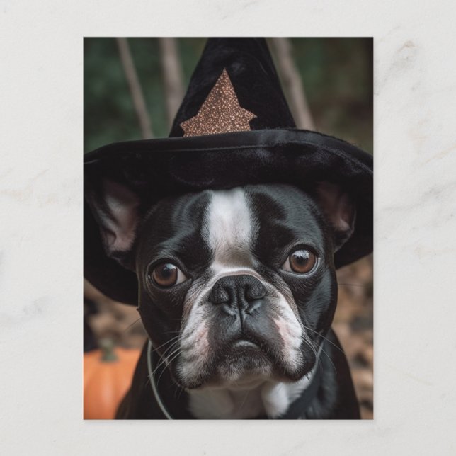 Halloween Boston Terrier Postcard (Front)