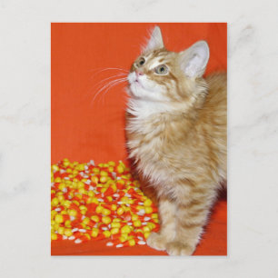 Halloween cat postcard
