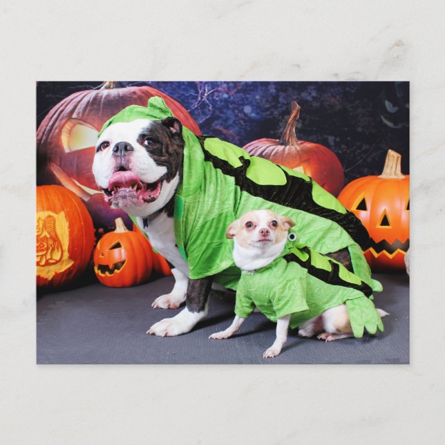 Halloween English Bulldog Spike - Chihuahua Gizmo Postcard (Front)